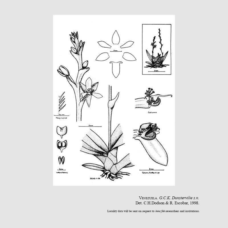 Stellilabium alticolum